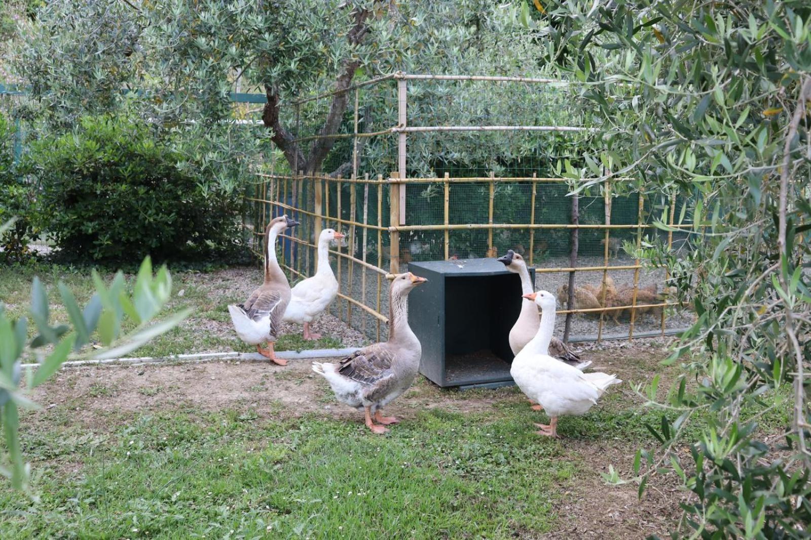 Cevoli Country Resort Lari Εξωτερικό φωτογραφία