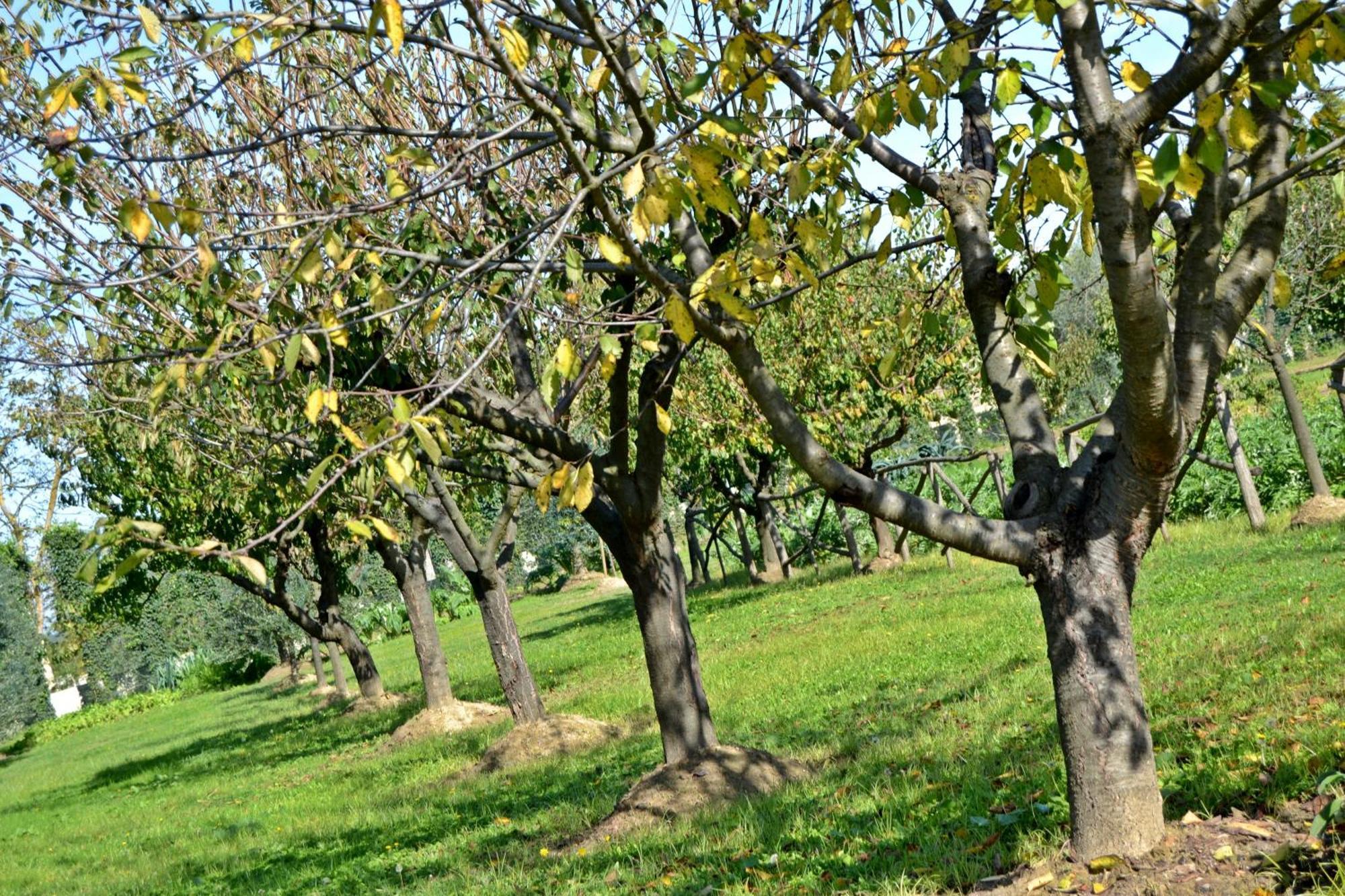 Cevoli Country Resort Lari Εξωτερικό φωτογραφία