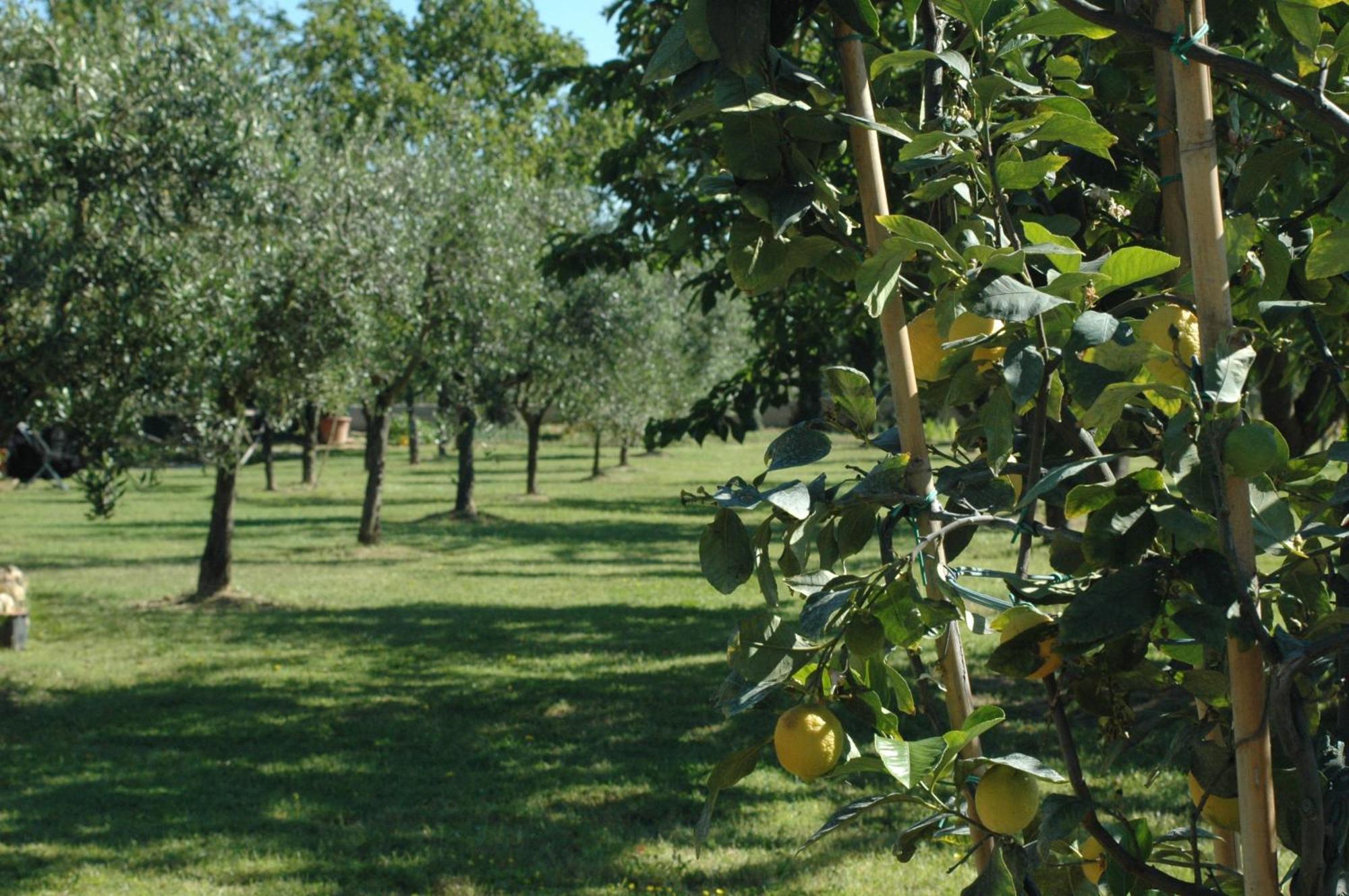 Cevoli Country Resort Lari Εξωτερικό φωτογραφία