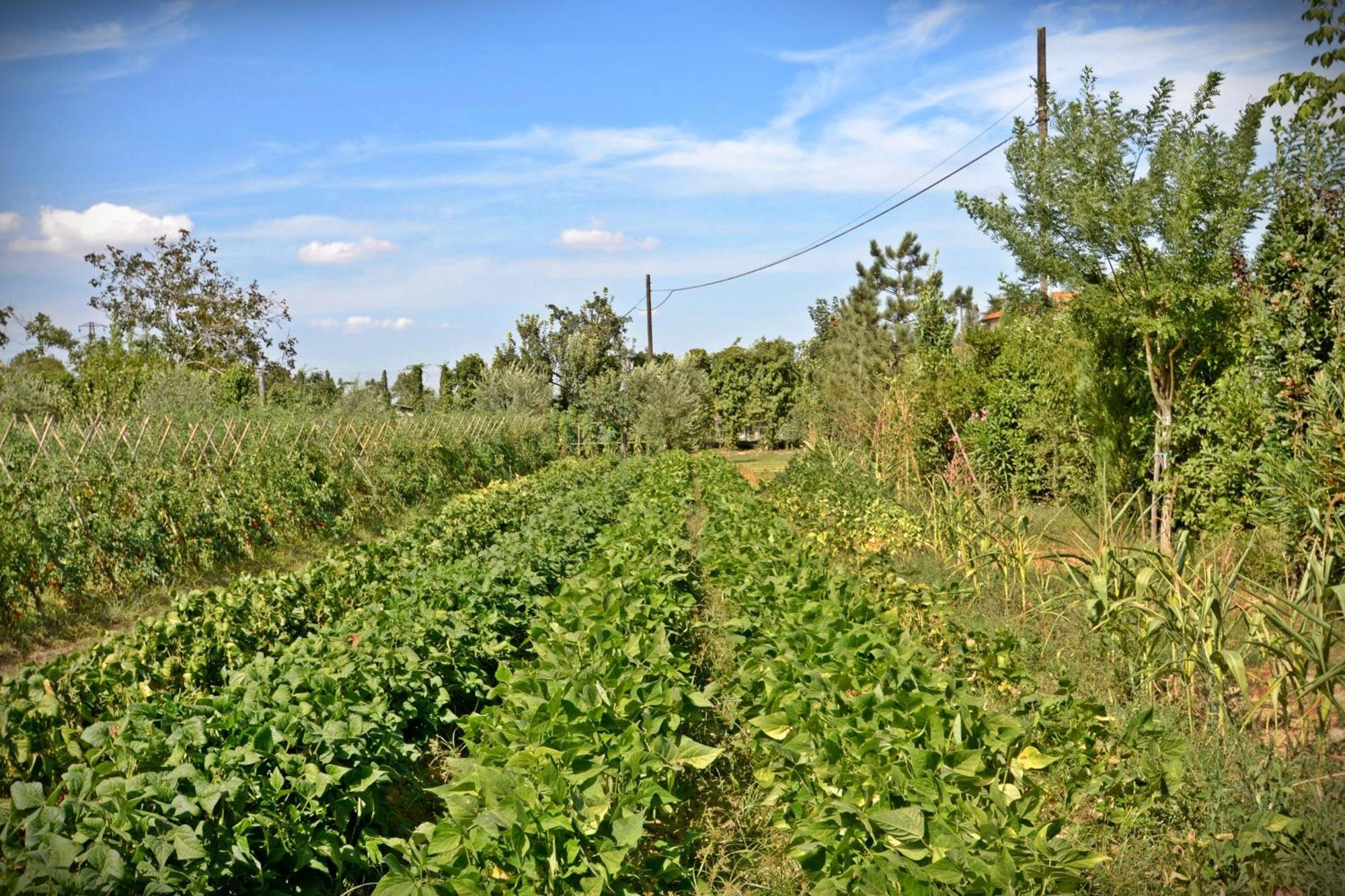 Cevoli Country Resort Lari Εξωτερικό φωτογραφία